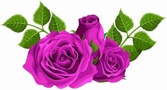 Image result for Purple Rose Garden