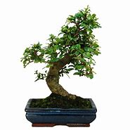 Image result for Carmona Bonsai Tree