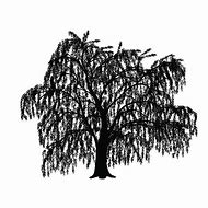 Image result for Willow Tree Silhouette