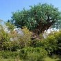 Image result for Life Tree in SVG