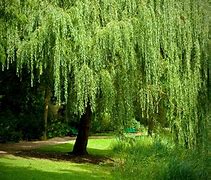 Image result for Weeping Willow Tree Buds