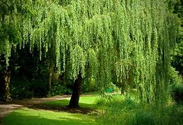 Image result for Willow Tree Branch