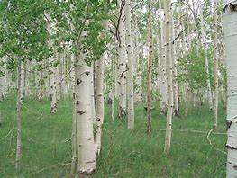 Image result for An Aspen Tree