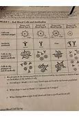 Image result for Human Blood Cell Typing POGIL