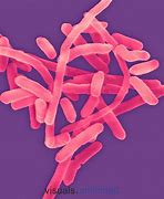 Image result for Proteobacteria