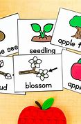 Image result for Apple Life Cycle Clip Art