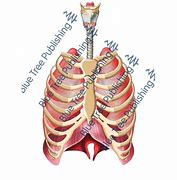 Image result for Rib Cage Lungs Anatomy