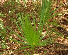 Image result for Chinese Fan Palm Clump