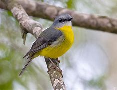 Image result for Eastern Yellow Robin