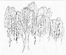 Image result for Black and White Graphic Art of Willow Tree Silhouette