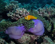 Image result for Finding Nemo Funny