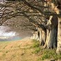 Image result for Small Forest Trees