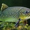 Image result for Fall Trout Fishing Wallpapers 4K