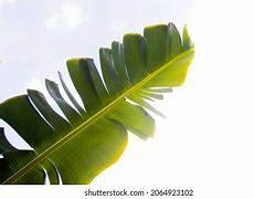 Image result for Banana Tree Leaf Stencil