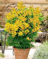 Image result for Mimosa Bonsai Tree