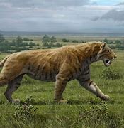 Image result for smilodon size