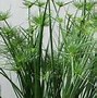 Image result for Ornamental Grass with Purple Flowers