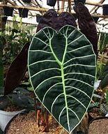 Image result for Small Alocasia Plant