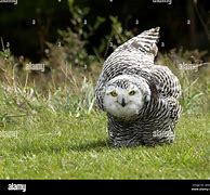 Image result for Sassy Owl