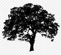 Image result for Red Oak Tree Poster