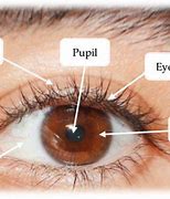 Image result for Frontal Eye Field Pathway