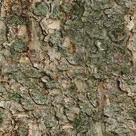 Image result for Branch Leaves Texture