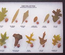 Image result for Red Oak Tree Leaf Identification