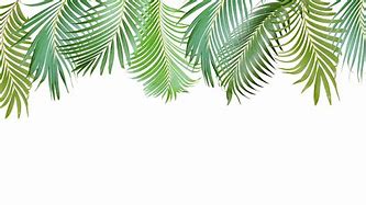 Image result for Tropical Leaf Transparent