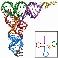 Image result for tRNA Tertiary Structure