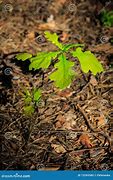 Image result for Oak Tree Sprout