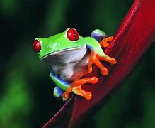 Image result for Cool Frog Wallpaper