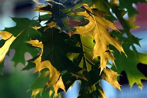 Image result for Pics of All Oak Leaves