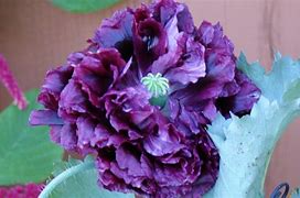 Image result for Black Poppy Flower