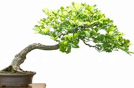 Image result for Red Oak Tree Bonsai