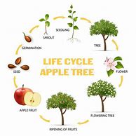 Image result for Apple Life Cycle Clip Art