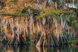 Image result for Common Louisiana Trees