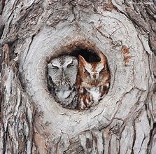 Image result for Eastern Screech Owl in a Tree