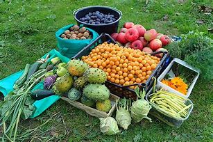 Image result for Fruit and Vegetables Plants