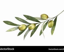 Image result for Watercolor Olive Branch Clip Art