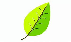 Image result for Simple Leaf Illustration