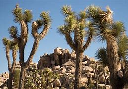 Image result for Joshua Tree National Park Plants