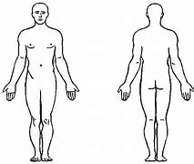 Image result for Freepik Human Body Outline