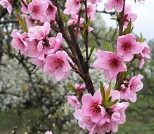 Image result for Verticle Picture of an Peach Tree in Blossom