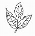 Image result for Leaf Drawing for Kids Coloring