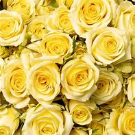 Image result for Yellow Spray Roses