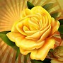 Image result for Yellow and White Roses