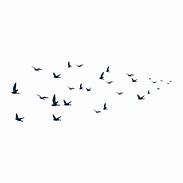 Image result for Birds Collage.jpg File