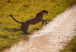 Image result for Cheetah Masai Mara