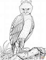 Image result for Harpy Eagle Coloring Page