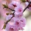 Image result for Cherry Blossom Tree Desktop